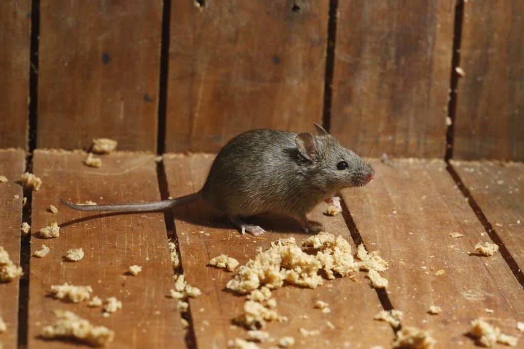 Maus mäuse rattenabwehr keim schädlingsbekämpfung leptospirose konzept